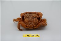 藏品(光手酋婦蟹)的圖片